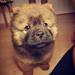 Legekammerater til 11 ugers chow chow
