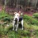 Min ruhåret foxterrier har strit ører?