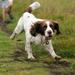 Hundehandel, salg af syge hunde, hvalpefabrikker, tip/erfaringer søges