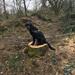 Prima dog hundefoder