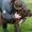 DL_Trackingdog