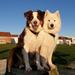 Vis dit seneste billede af din(e) hund(e)