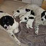 Kennel Kendellen :