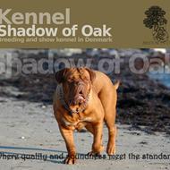 Kennel Shadow of Oak .