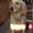 liselotte j