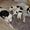 Kennel Kendellen :