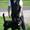 Rottweiler King*
