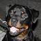 * *Rottweiler Von hause NOMIS* *