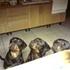 Trine. Nu med 3 rottweiler :D P