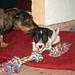 Ben er aggressiv overfor andre hunde