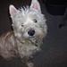 Westie problemer