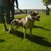 Amstaff HunHund søges-Parring