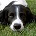 syge hunde? :'-(