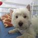 hundetraf i gistrup skov d. 27 marts