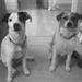 Royal Canin VS. Hill's