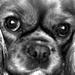 Cavalier bladet