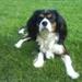 Cavalier traf i uge 42.