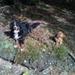 Valg af race til hund nummer 2 !?!?
