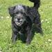 YES! MIN MOR FANDT HANHUND TIL PERLE!!