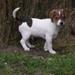 Vigtig info - Gårdhundetræf på  lørdag