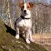 Om efterlyste hunde/dyr