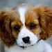 Er min hund af offer for indavl ?