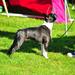 Den gammle hund