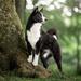 Huskyfolk i Nord/midtjylland