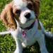 Er papillon en allergihund?