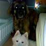 Lions Of Dogs