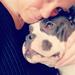 Kender du til racen; American Pocket Bully?