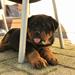 Hunde “angreb”