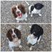 Markprøver for FT spaniels 