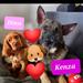 Besidderskifte/Dansk Hunderegister-Opdatering