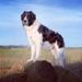 Malamute kropsprog anderledes end andre hundes..?