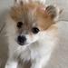 Bedste foder til Pomeranian? 
