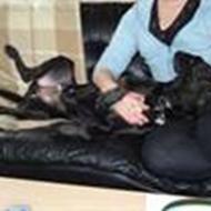 Carina og Hofn (Faaborg) R