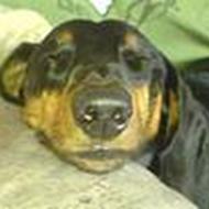 >>team hunde elsker<< Steffen T