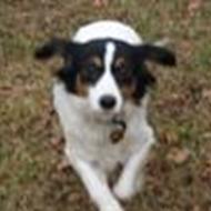 Æ' sprøjtmaler !  !