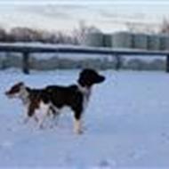 Kennel Tovdal .