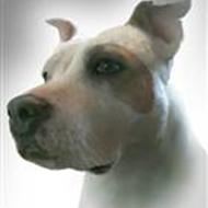 Camilla - nu med dober (og Puff)