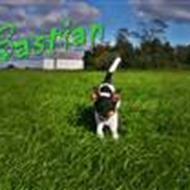 bastian og lucas<3 .