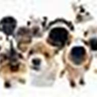 Poochy M