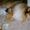 -------- Team-Lassia-Dog---------- H
