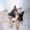 Vibeke T