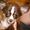 gitte r