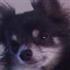 Nicoline  