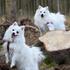 ~¤~ ~Karen~ ~¤~ ..~Kennel In-Yo~..