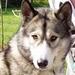 søger Alasken malamute han til parring