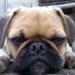 Hundeseler?
